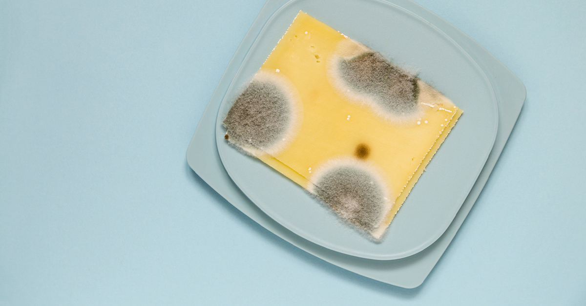Peut-on manger du fromage moisi ?
