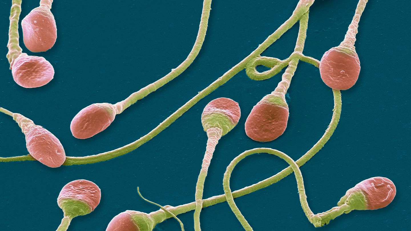 La pilule contraceptive masculine montre des promesses précoces chez les souris