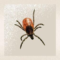 La babésiose de la tique du cerf est maintenant endémique dans le nord-est des États-Unis