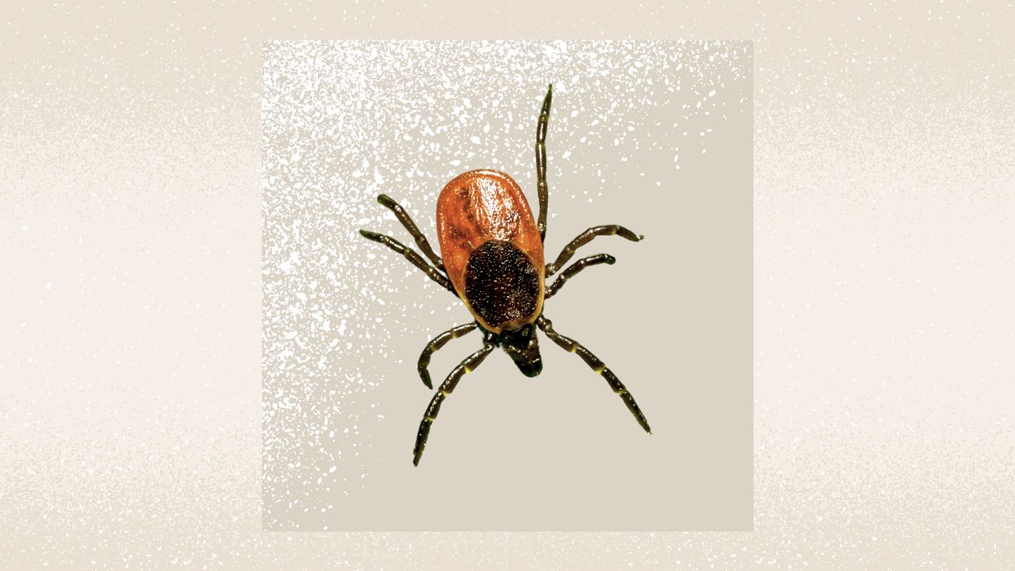 La babésiose de la tique du cerf est maintenant endémique dans le nord-est des États-Unis