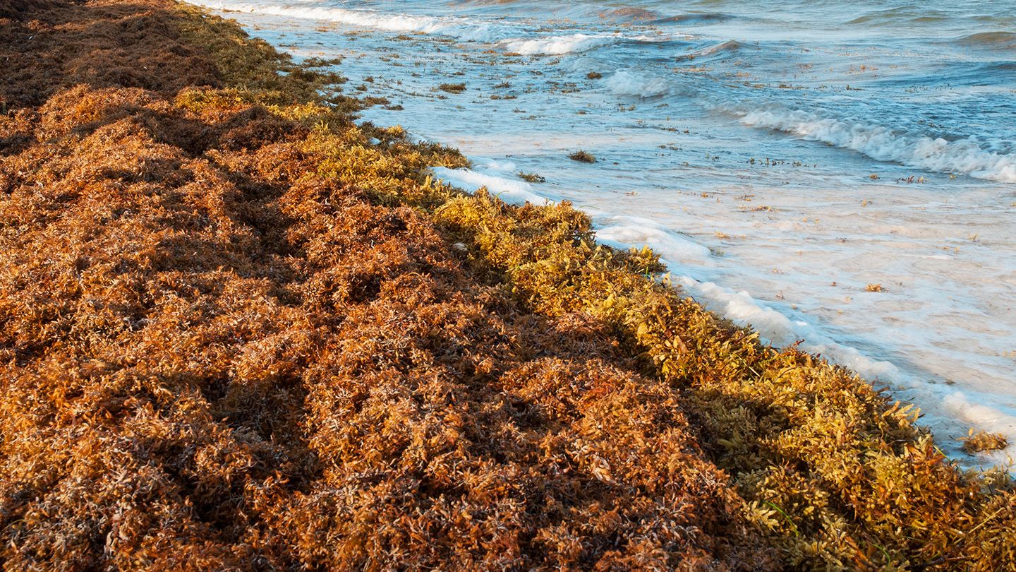 Le blob d'algues de Floride est-il dangereux ?