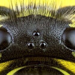 Qu’est-ce qui m’a mordu ?  Comment identifier les piqûres de bugs courants