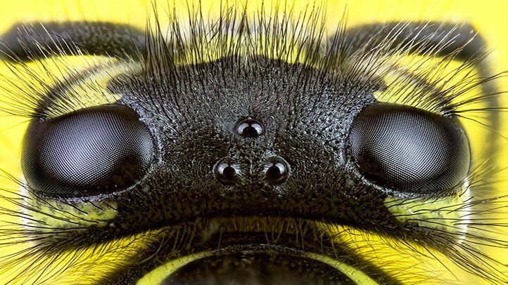 Qu'est-ce qui m'a mordu ?  Comment identifier les piqûres de bugs courants