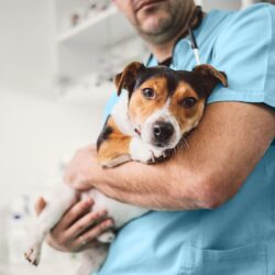Ce qu’il faut savoir sur une nouvelle et mystérieuse maladie respiratoire du chien