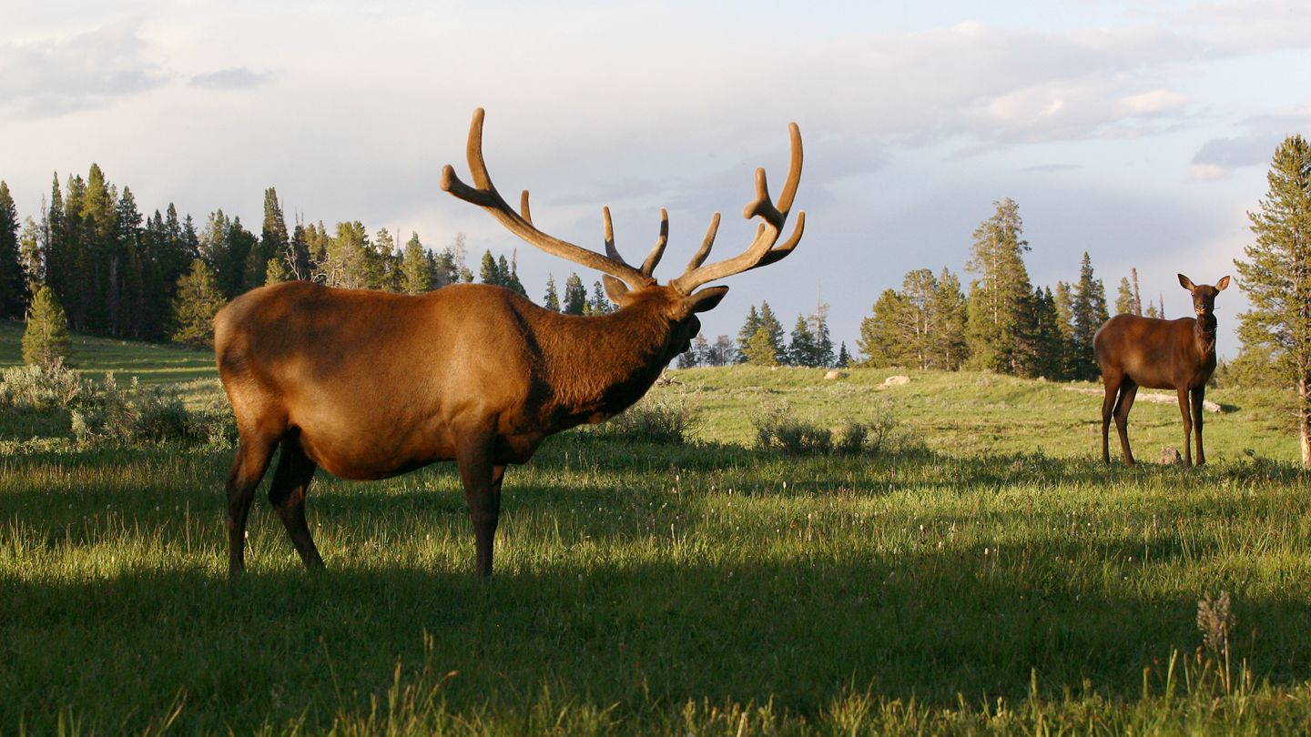 La maladie du cerf zombie se propage dans 32 États américains, faisant craindre qu'elle ne se propage aux humains