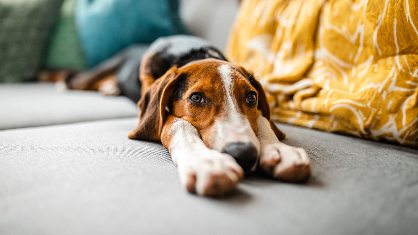 Les crottes de chien peuvent-elles transmettre des germes nocifs des animaux de compagnie aux humains ?