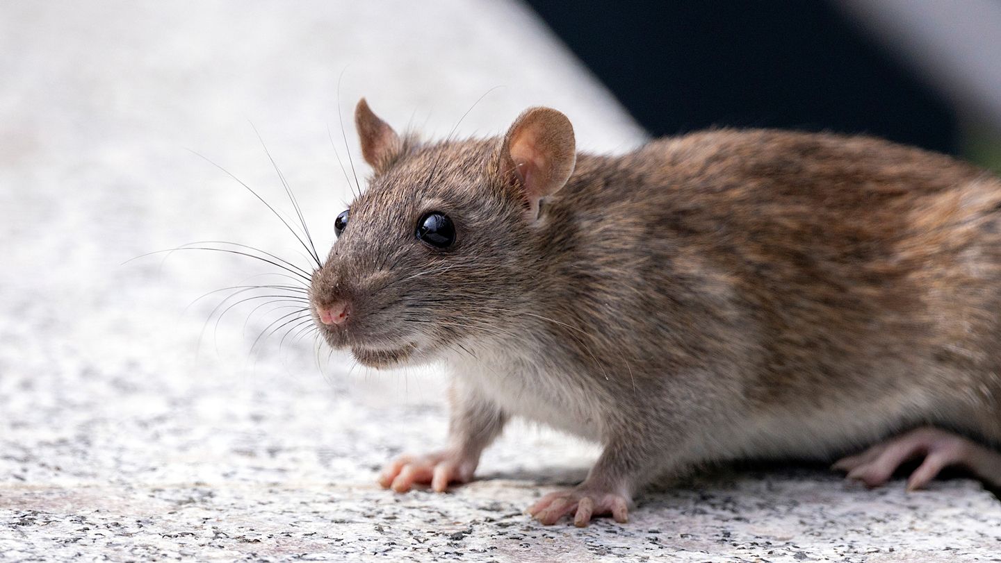 L'urine de rat propage une maladie bactérienne potentiellement mortelle chez les humains et les chiens