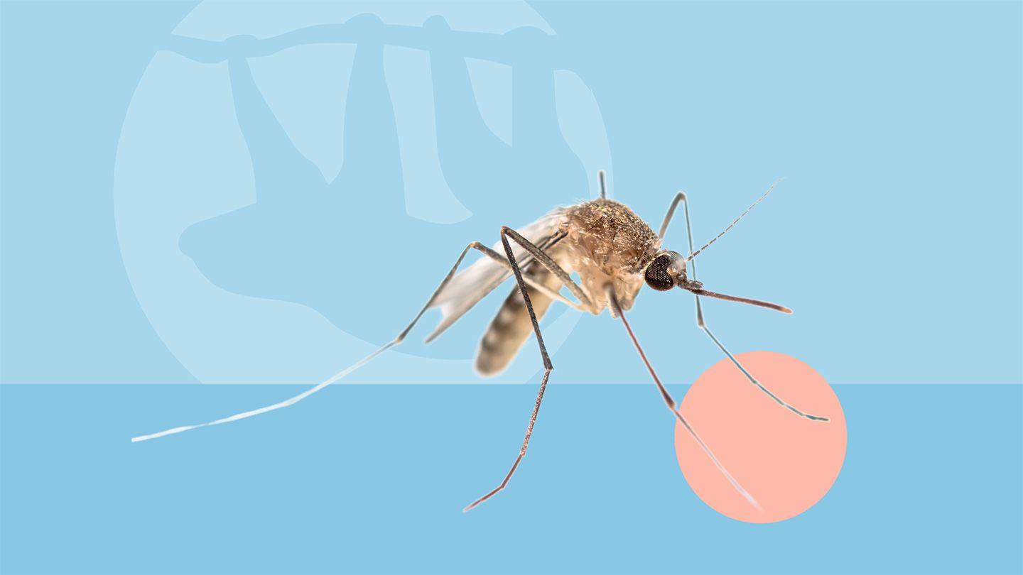La fièvre paresseuse (virus Oropouche) menace-t-elle les États-Unis ?