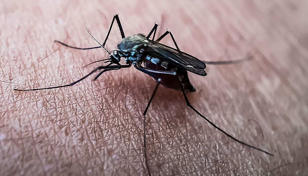 Chikungunya, Dellue, Nil Fever, parce que vous devez faire attention