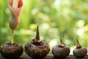 Utiliser le konjac comme coupe-faim : la solution naturelle efficace !