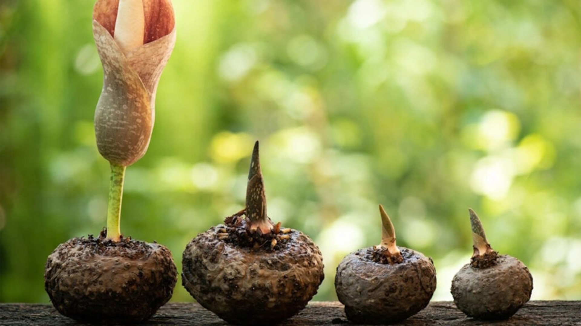 Utiliser le konjac comme coupe-faim la solution naturelle efficace !