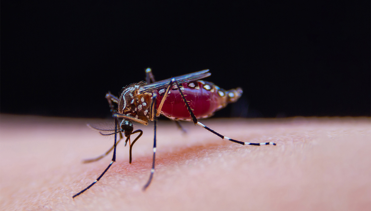 Dengue, de sorte qu'il apparaît et comment la fièvre des "quatre virus" se manifeste