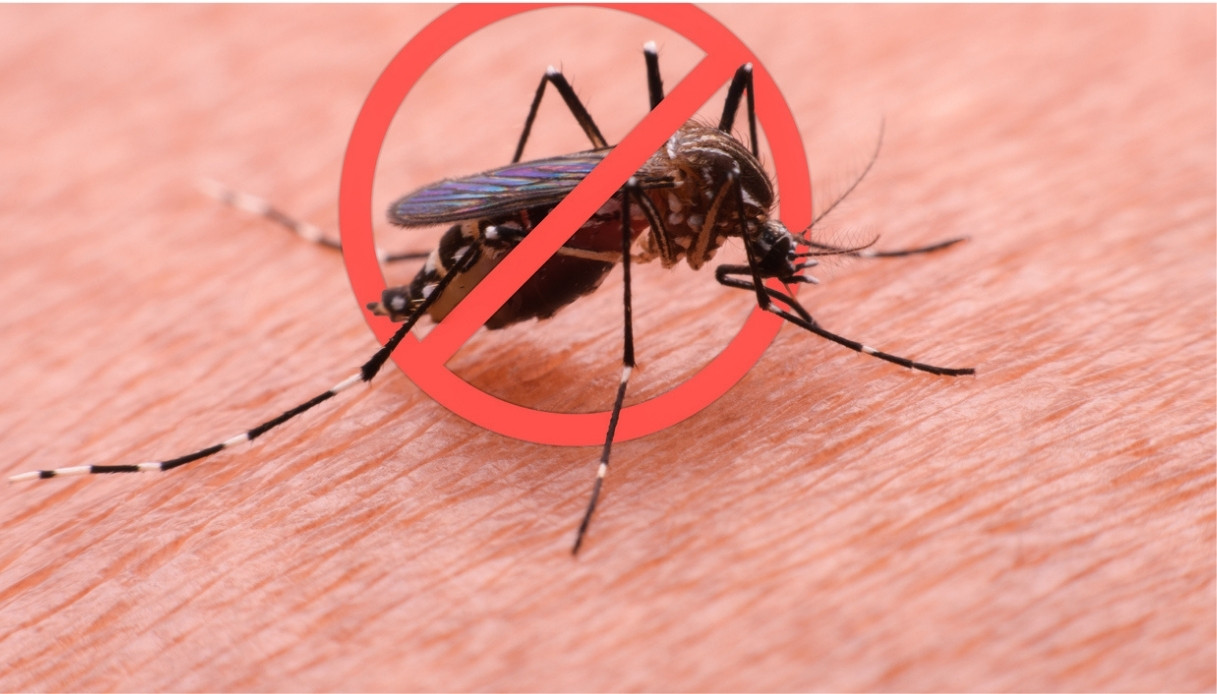 Chikungunya en Italie, les cas augmentent. "Stop the Festivals": l'appel aux citoyens de Vénéto