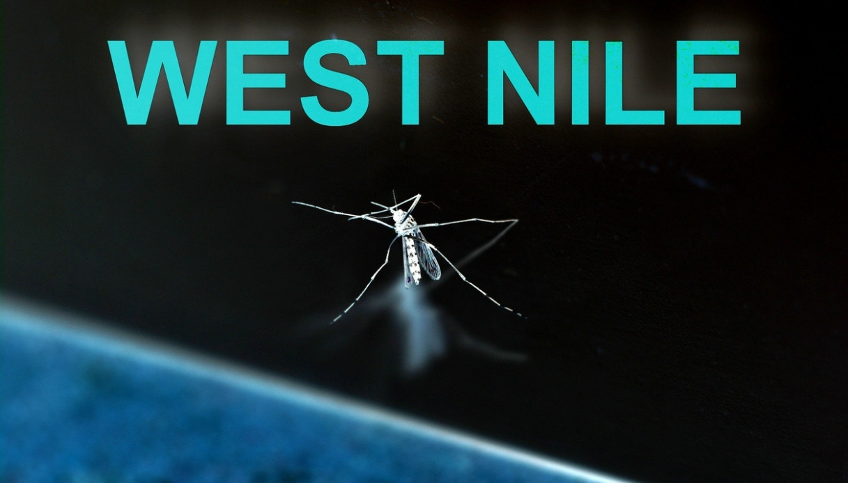 West Nile, nouvelle victime en Vénétie. Un homme qui n'était pas allé à l'étranger est décédé