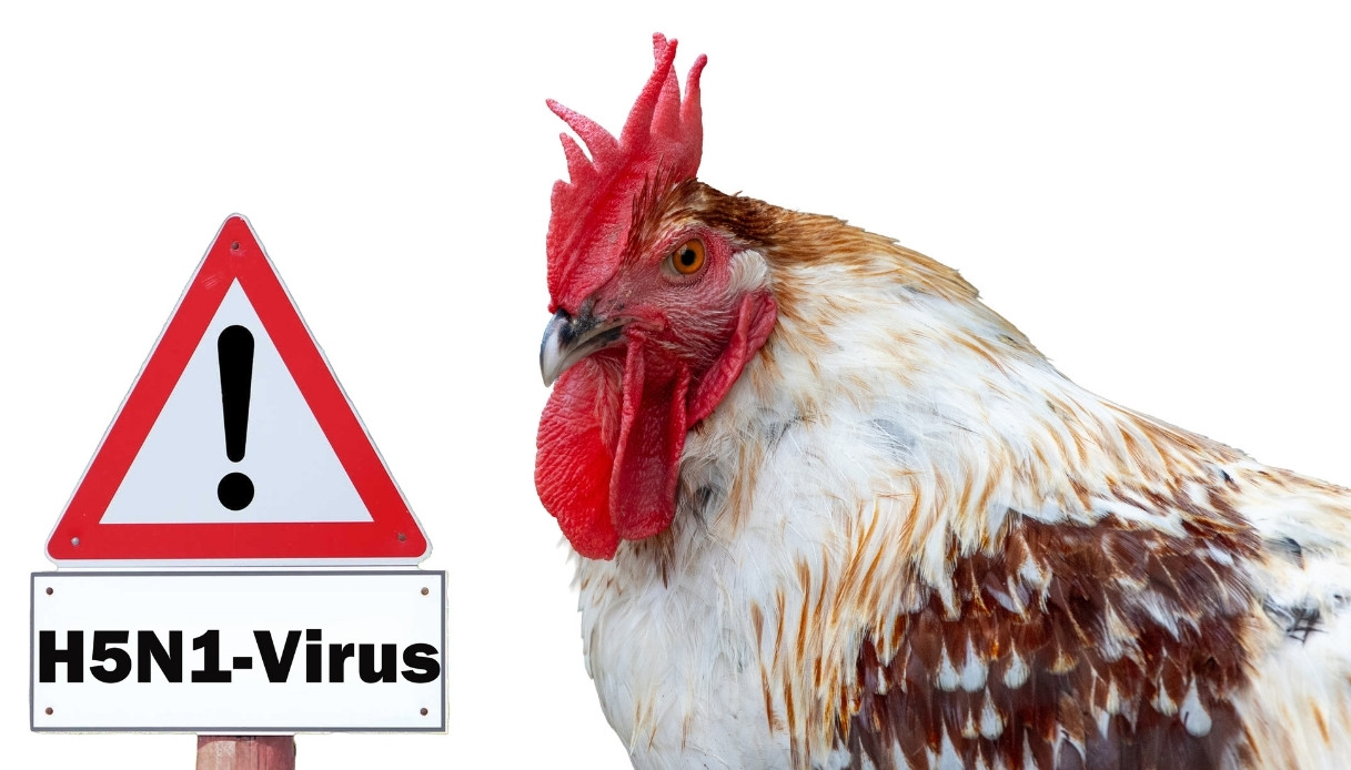 Le plan anti-grippe aviaire made in Italy est prêt : qu'est-ce que FluWarning et à quoi il sert