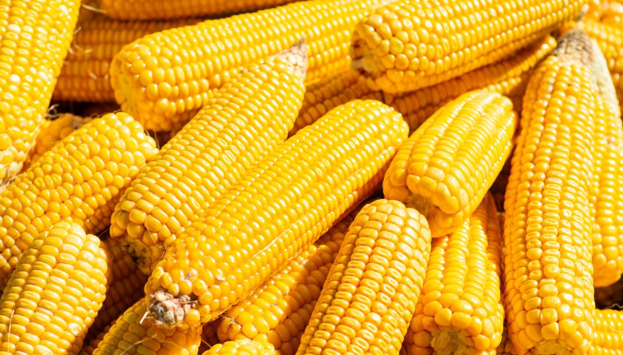 Z pour Zéaxanthine : qu'est-ce que c'est et quel lien existe-t-il avec la lutéine