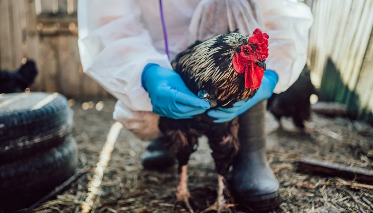 Grippe aviaire, boom des cas. Épidémies dans le nord de l’Italie : risques et précautions